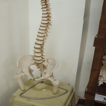 anatomy_museum_1